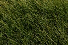 tall green grass blowing in the wind