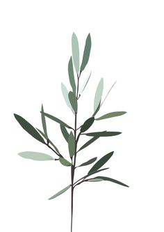 a plant with green leaves is shown on a white background, it appears to be in color