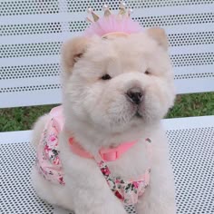 a small white dog wearing a pink dress and a crown on it's head