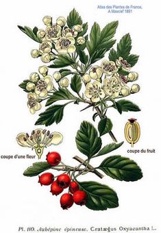 an illustration of flowers and leaves on a branch