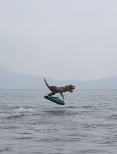 a dog that is jumping in the air on a surfboard