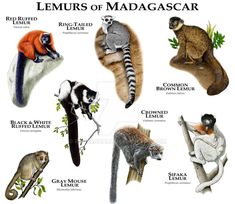 an image of the lemurs of madagascar and other animals in their natural habitat