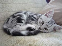 a cat laying on top of a white blanket