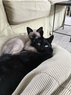 two cats laying on top of a couch next to each other