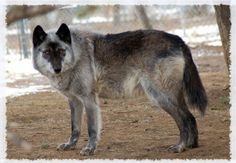 a gray and black dog standing on top of a dirt ground covered in snow next to trees