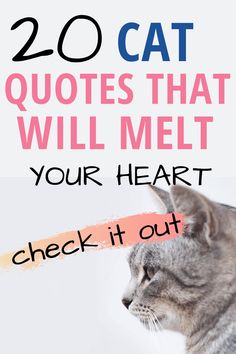 a cat with the words 20 cat quotes that will melt your heart check it out