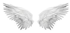two white angel wings on a white background