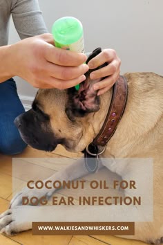 Coconut Oil for Dog Ear Infection | Walkies and Whiskers
