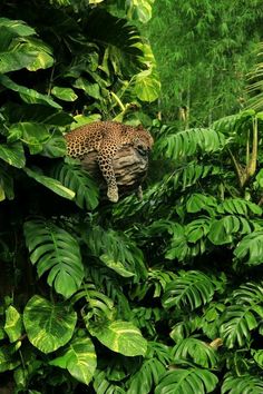 a leopard laying on top of a tree branch in the middle of some green leaves