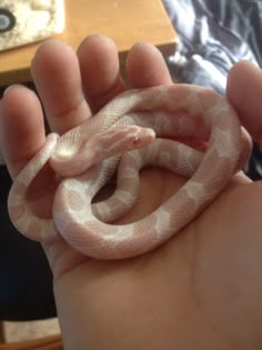 a person holding a small white snake in their hand