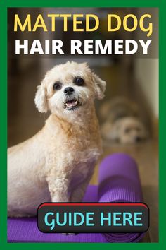a dog sitting on top of a purple mat with the words, matted dog hair remedy guide here