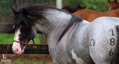 a white and black horse with numbers painted on it's face