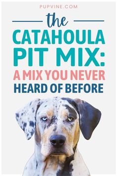 the catahoula pit mix poster with a dog's face and words