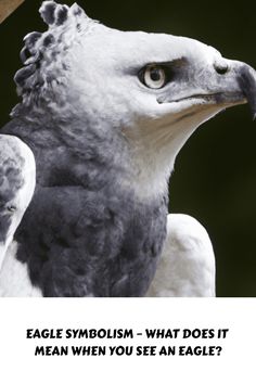 an eagle with the caption eagle symbolism - what does it mean when you see an eagle?