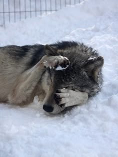 a gray and black dog laying in the snow with its head on a white object
