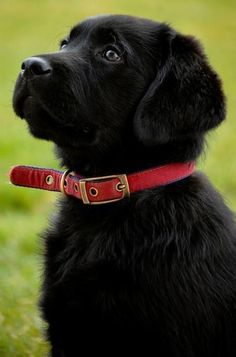 Labrador Puppy With Red Collar, Black Labrador Puppy Background, Black Puppy With Blue Collar, Retriever Puppy Black, Black Labrador Nature Scene, Cute Black Puppy Close-up, Black Lab Puppy Gif, Labrador Puppies, Black Lab Red Collar