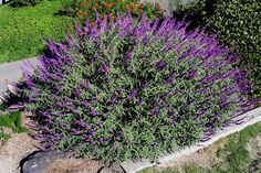 purple flowers are growing in the middle of a sidewalk