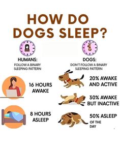 how do dogs sleep? info on the side of a white poster with brown lettering