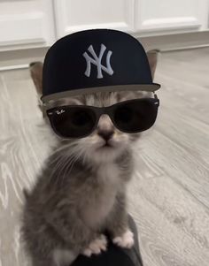 a kitten wearing sunglasses and a new york yankees hat on top of a skateboard