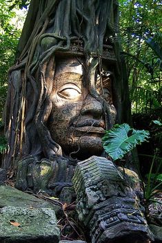 a large tree with a face carved into it's trunk in the forest, surrounded by rocks and trees