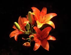 some orange flowers are lit up in the dark