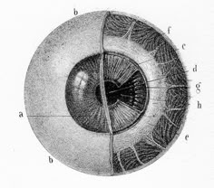 an eyeball is shown in this diagram with the parts labeled below it and on top of each other