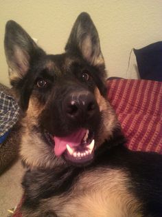 a dog laying on top of a couch with its tongue out and it's mouth open