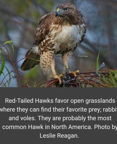 a red - tailed hawk sitting on top of a tree branch next to a quote