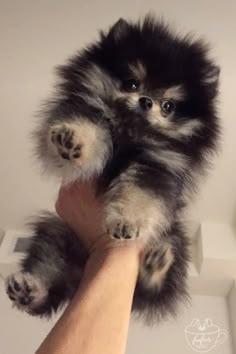 a person holding a small dog in their hand
