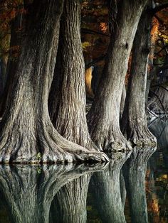 trees are reflected in the still water of a lake, with their trunks sticking out
