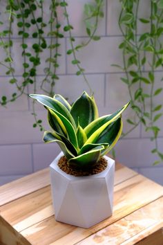 a plant in a white pot sitting on top of a wooden table