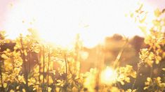 the sun shines brightly through tall grass