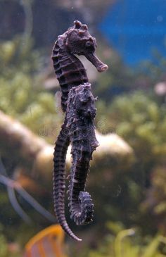 a seahorse swimming in an aquarium looking for food
