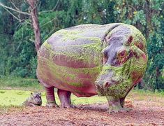 a hippopotamus is covered in green moss