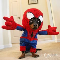 a small dog dressed up in a spiderman costume with his hands out to the side