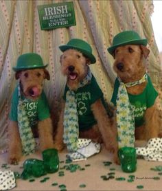 three dogs wearing green hats and scarves sitting next to each other