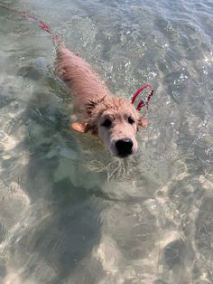 a dog is swimming in the water with a red leash on it's neck
