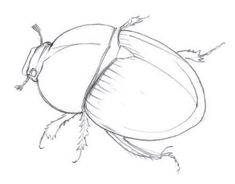 a drawing of an acorn on a white background