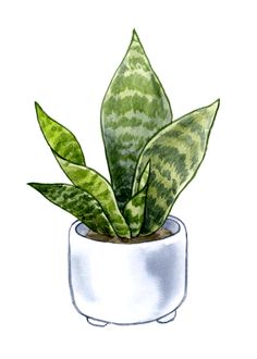 a watercolor painting of a potted plant with green and white leaves in it