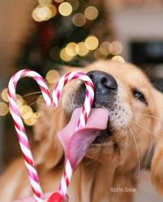 a dog chewing on candy canes with a christmas tree in the background