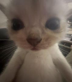 a close up of a cat with very big eyes
