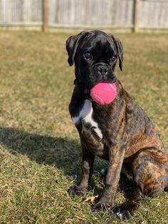 a black and brown dog with a pink ball in it's mouth sitting on the grass
