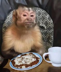 a monkey sitting at a table with food on it's plate and coffee mug