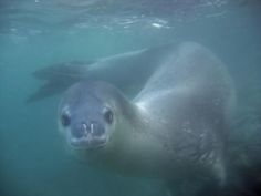 a seal is swimming in the water