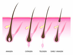 Hair Anatomy, Lash Growth Cycle Diagram, Lash Growth Cycle, Laser Hair Aesthetic, Lash Cycle Hair Growth, Hair Growth Cycle Waxing, Hair Growth Cycle Diagram, Hair Anatomy Educational, Hair Follicle Anatomy