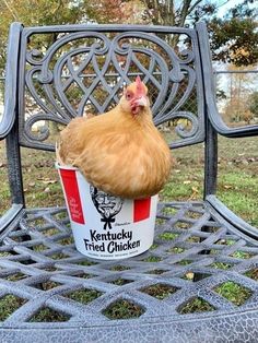 a chicken sitting in a cup on top of a metal chair