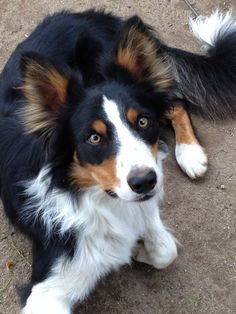 a black, white and brown dog laying on the ground