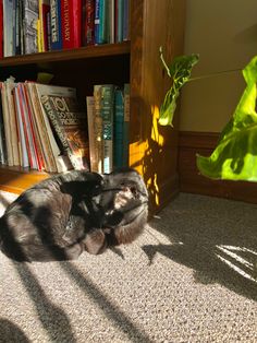 a black cat laying on the floor in front of a book shelf filled with books