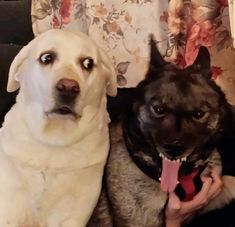 two dogs sitting next to each other with their tongues out and one dog has its tongue hanging out