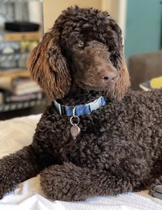 a brown dog laying on top of a bed